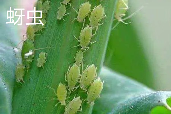 防治丝兰病虫害的方法，发生白绢病可喷施代森锌