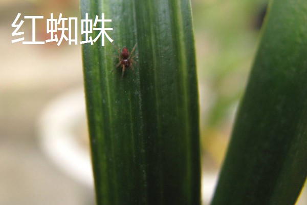 防治丝兰病虫害的方法，发生白绢病可喷施代森锌