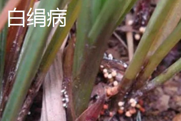 防治丝兰病虫害的方法，发生白绢病可喷施代森锌
