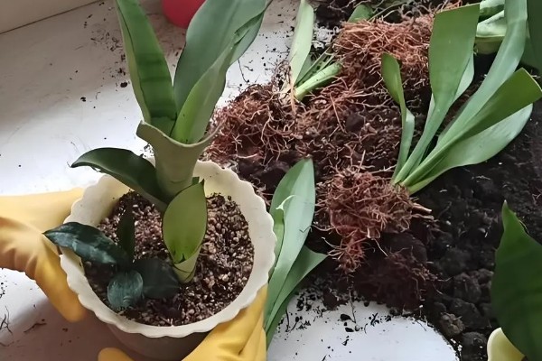 虎耳兰如何换盆,2年左右需要换1次盆