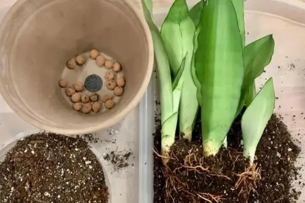 虎耳兰如何换盆,2年左右需要换1次盆