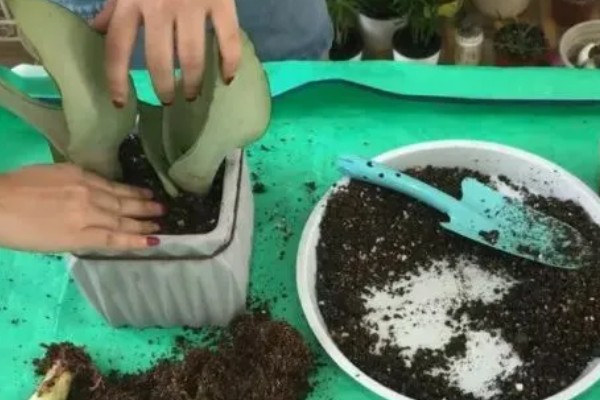 虎耳兰如何换盆,2年左右需要换1次盆