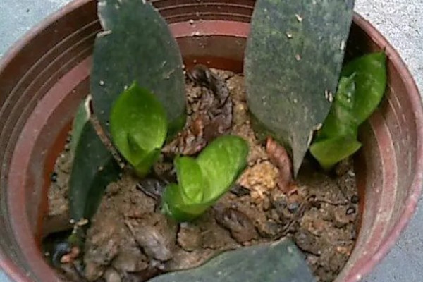 虎耳兰如何换盆,2年左右需要换1次盆