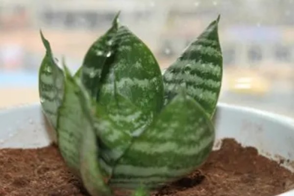 虎耳兰如何换盆,2年左右需要换1次盆