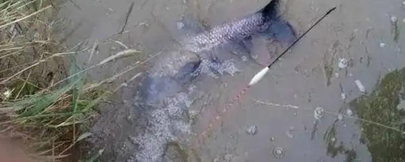 野河钓青鱼如何快速上钩，重点是提前打窝