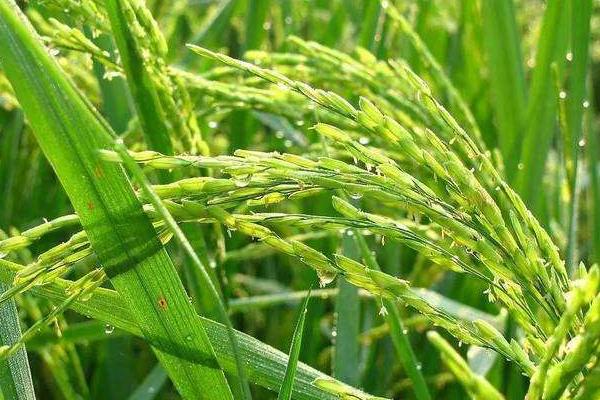 贡8两优3号水稻种子特征特性，每亩有效穗16.6万穗
