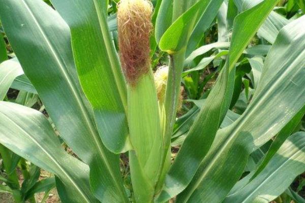 晋黑糯2号玉米品种的特性，适宜播期4月下旬至6月中旬