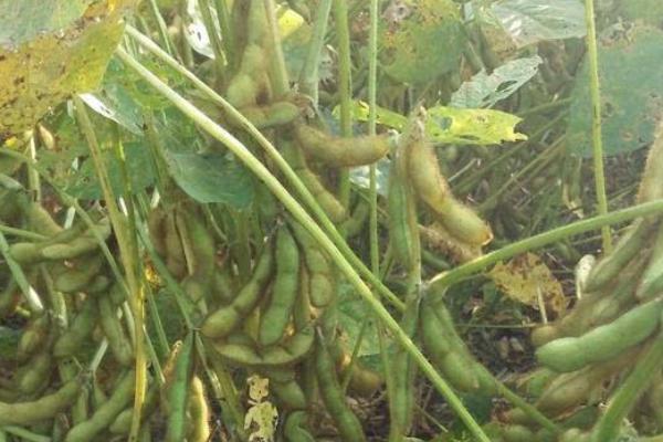 吉育7901大豆种子介绍，出苗至成熟平均118天