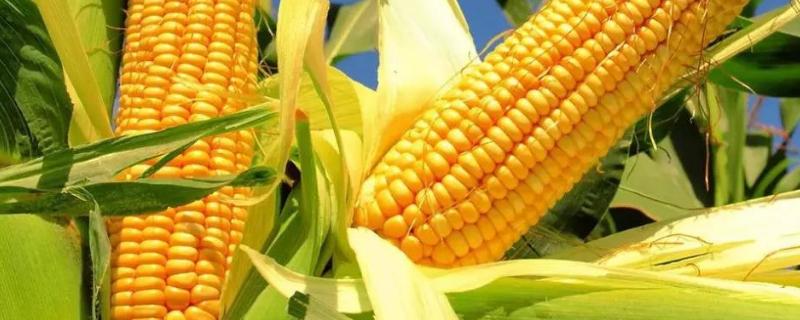 晋黑糯2号玉米品种的特性，适宜播期4月下旬至6月中旬