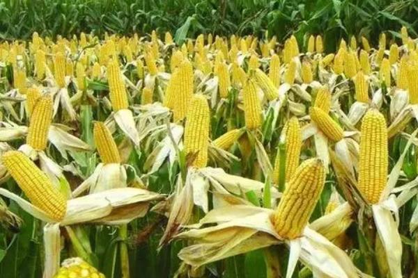 金优甜糯108玉米种子特征特性，该品种出苗至采收77天