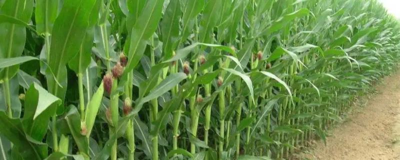 高科6号玉米品种的特性，中抗大斑病