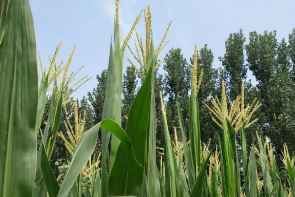 迪卡2288玉米种子特点，中早熟品种
