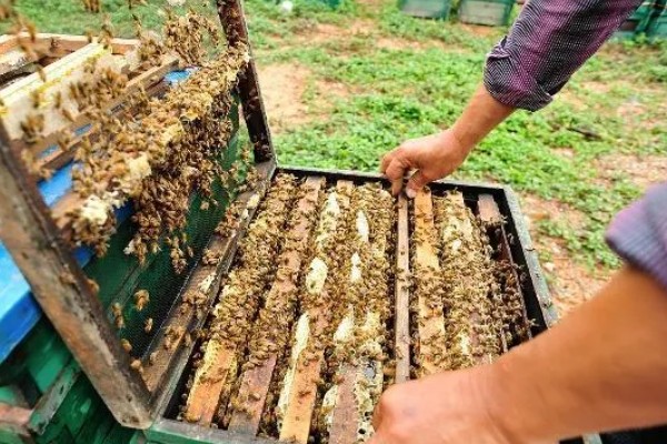 意蜂养在什么地方好，要养在蜜源丰富的地方
