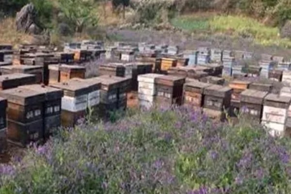 意蜂养在什么地方好，要养在蜜源丰富的地方