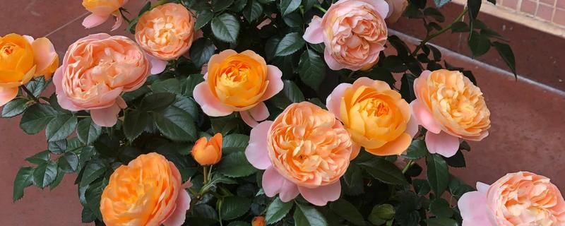 盆栽月季花怎么施肥，可以在花盆下面埋腐化成熟的肥饼