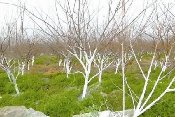 果树的防冻措施,对主干涂白可以防寒