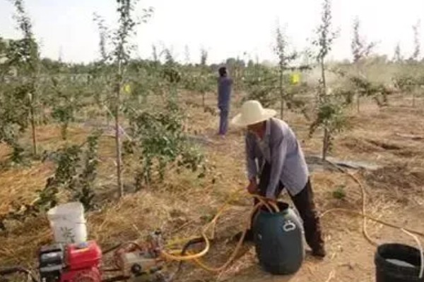 果树的防冻措施,对主干涂白可以防寒