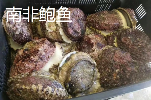 禾麻鲍的产地，产于日本青森县