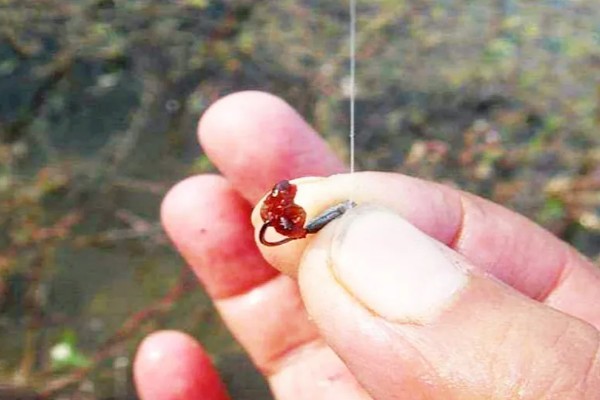 野河钓青鱼如何快速上钩,重点是提前打窝