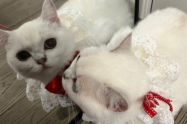 猫咪照镜子的几种类型，分为高冷型、呆萌型等