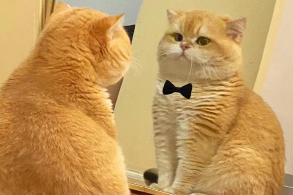 猫咪照镜子的几种类型，分为高冷型、呆萌型等