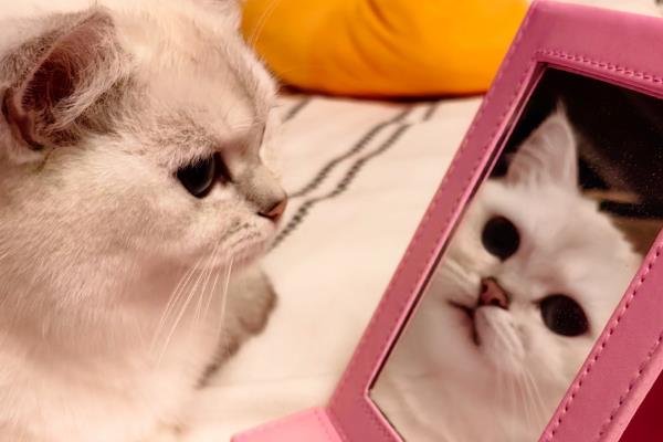 猫咪照镜子的几种类型，分为高冷型、呆萌型等