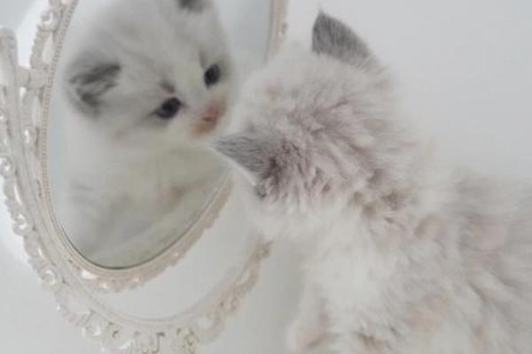 猫咪照镜子的几种类型，分为高冷型、呆萌型等