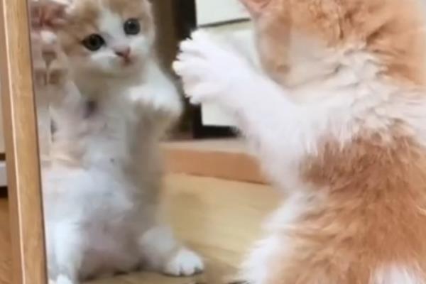 猫咪照镜子的几种类型，分为高冷型、呆萌型等