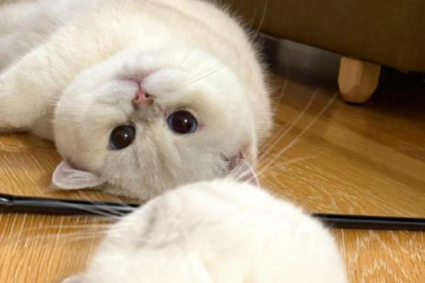 猫咪照镜子的几种类型，分为高冷型、呆萌型等