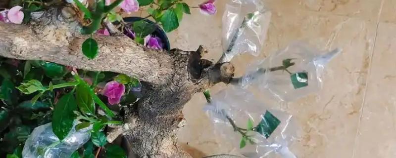 梅花一年四季都能嫁接吗，可以一年四季嫁接
