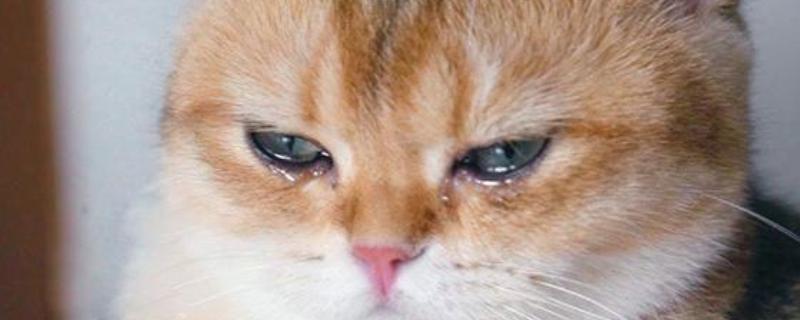 猫咪眼睛流泪的原因，可能是鼻泪管堵塞所致