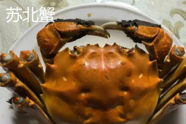 苏北蟹和苏南蟹的区别,口感和价格均不同