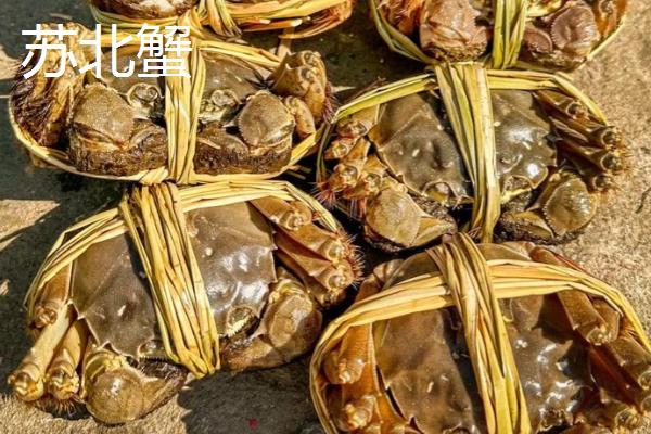 苏北蟹和苏南蟹的区别,口感和价格均不同