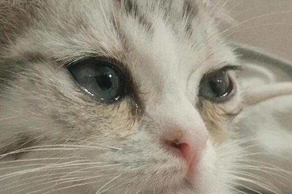 猫咪眼睛流泪的原因，可能是鼻泪管堵塞所致