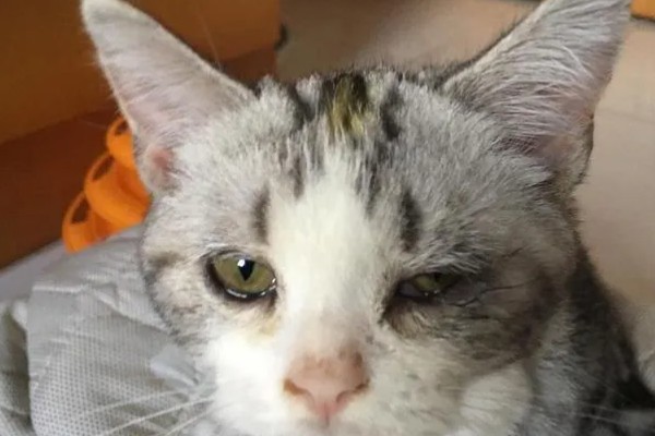 猫咪眼睛流泪的原因，可能是鼻泪管堵塞所致