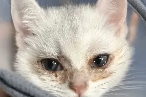 猫咪眼睛流泪的原因，可能是鼻泪管堵塞所致