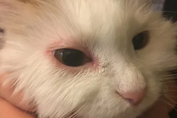 猫咪眼睛流泪的原因，可能是鼻泪管堵塞所致