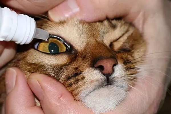 猫咪眼睛流泪的原因，可能是鼻泪管堵塞所致