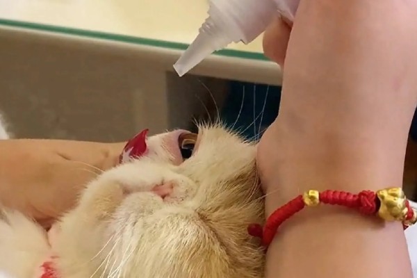 猫咪眼睛流泪的原因，可能是鼻泪管堵塞所致