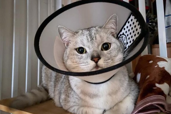 猫咪眼睛流泪的原因，可能是鼻泪管堵塞所致