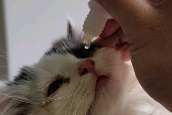 猫咪眼睛流泪的原因，可能是鼻泪管堵塞所致