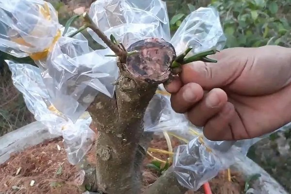 梅花一年四季都能嫁接吗，可以一年四季嫁接