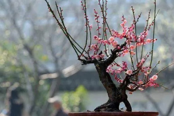 梅花一年四季都能嫁接吗，可以一年四季嫁接