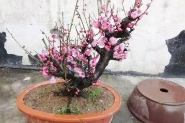 梅花一年四季都能嫁接吗，可以一年四季嫁接