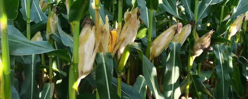 6月能种玉米吗，可以在6月种植玉米