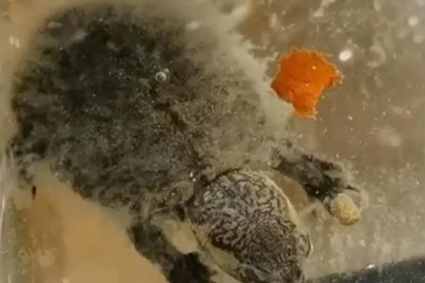 乌龟得了肺炎如何处理,提高水温并使用阿莫西林等药物