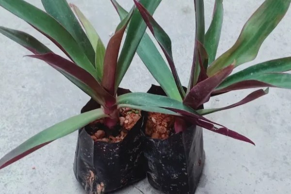 紫背万年青如何繁殖,可播种、分株等