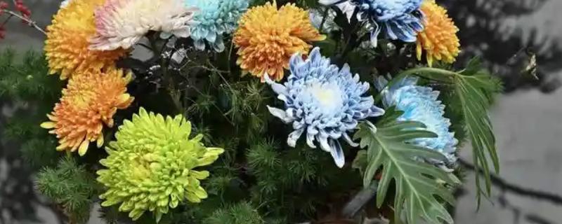 菊花如何栽培，适合生长在较为肥沃的环境中