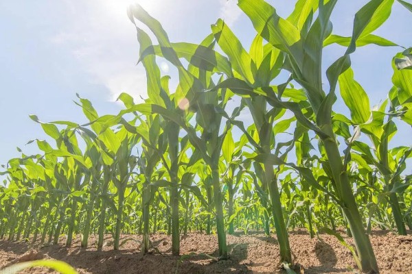 6月能种玉米吗，可以在6月种植玉米