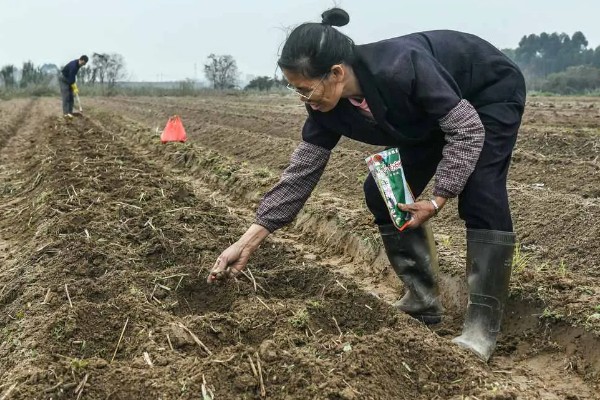 6月能种玉米吗，可以在6月种植玉米